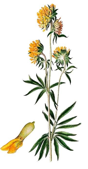 Anthyllis vulnéraire